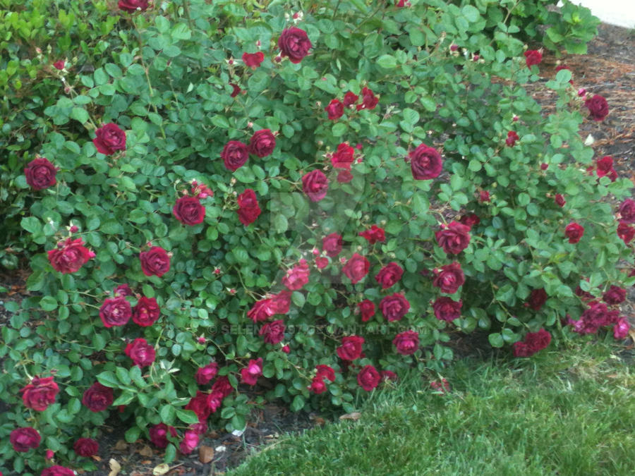 Cascadng Roses Cascading Rose Bush: A Timeless Elegance in Garden Landscapes