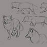 Rough Fox Studies