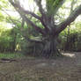 The Alter Tree