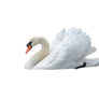 Mute Swan  png