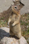 DSC01718ps Ground Squirrel