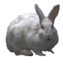 White Rabbit PNG