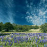 Flower field Premade Background