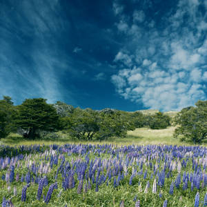 Flower field Premade Background