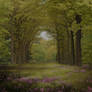 Enchanted Forest 2 Premade Background