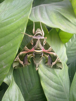 Daphnis nerii