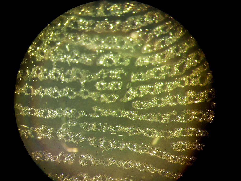 Fingerprint under a binocular microscope. by poplavtsova on DeviantArt