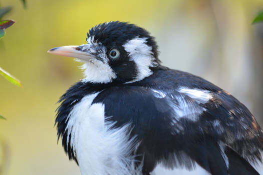 Little Magpie Lark