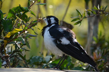 Morning Magpie Lark