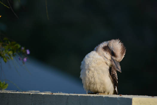 Little Kookaburra