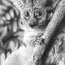 Bush Baby Monke Drawing