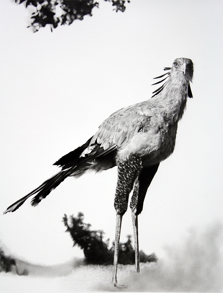 Secretary Bird drawing