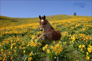 Foal In Field Of Flowers