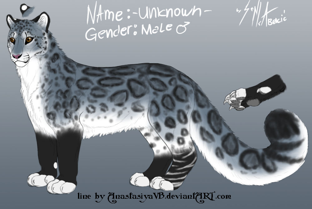 Unknown Male Snow Leopard Character By SenkaBekic On DeviantArt unknown-male-snow-leopard-character-by-senkabekic-on-deviantart