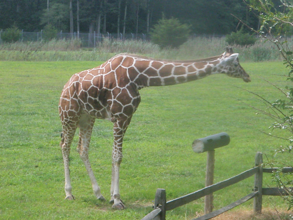 giraffe