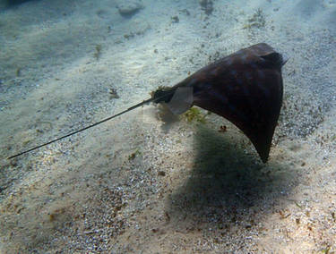 Eagle ray in flight