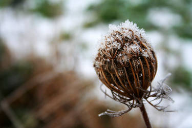 Queen Anne's Lace frozen