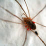 Harvestman