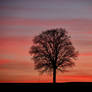 Trees - Oak in Winter
