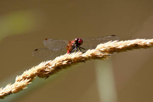 Red Dragonfly