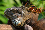 Green iguana by Laura-B-R