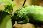 Chameleon by Laura-B-R