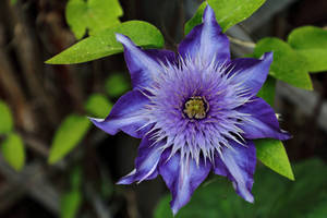 Clematis