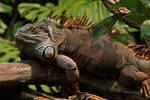 Green iguana by Laura-B-R
