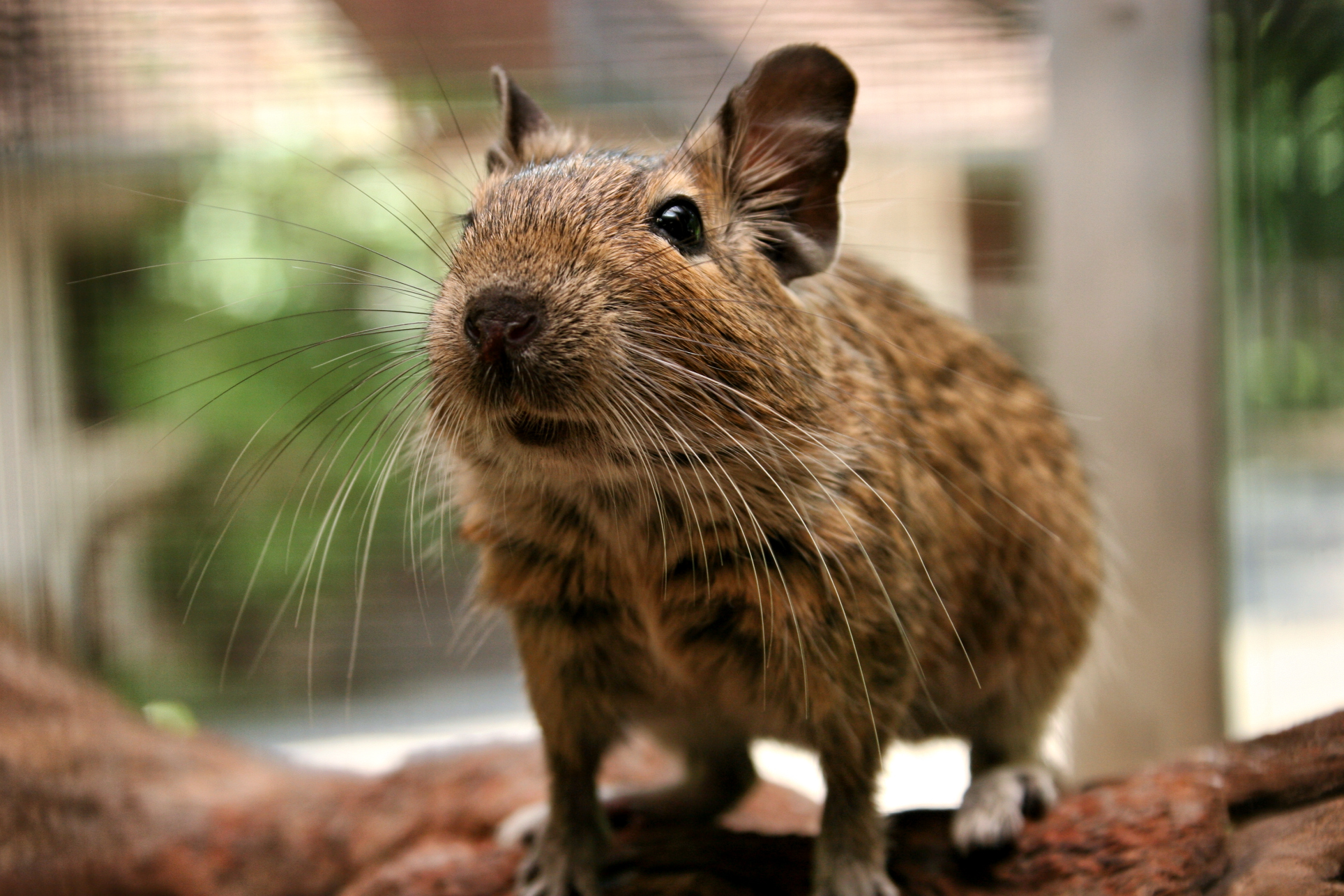Deigus Degus by Laura-B-R on DeviantArt