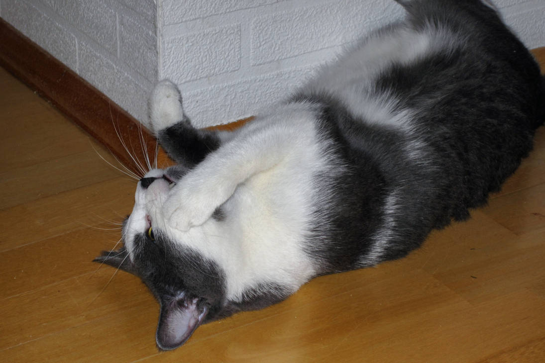 My cat by Laura-B-R on DeviantArt