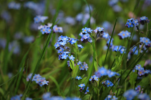 Forget-me-not