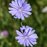 Chicory