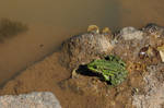 Frog by Laura-B-R