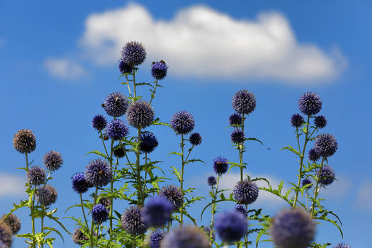 Globe thistles