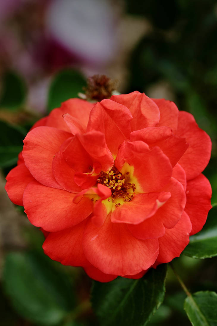 Red rose by Laura-B-R on DeviantArt