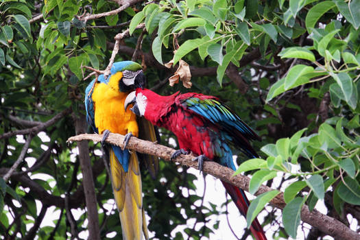 Two macaws