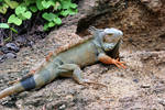 Green iguana by Laura-B-R