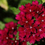 Wine Red Vervain