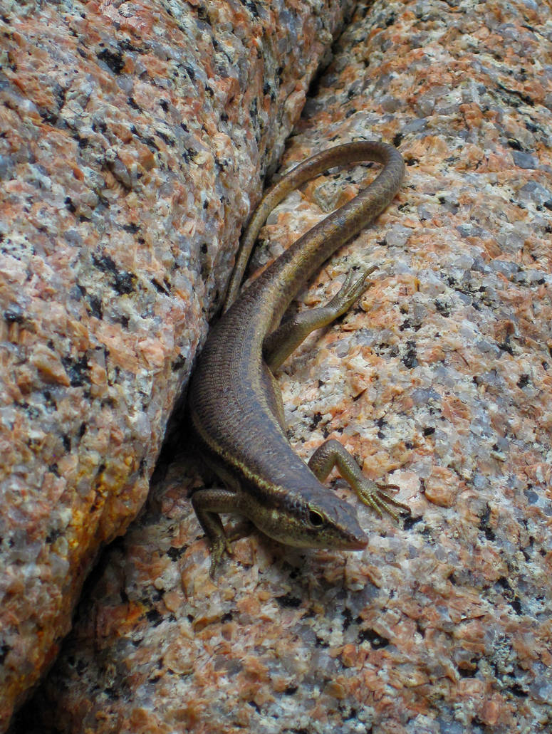 Lizard by Laura-B-R on DeviantArt