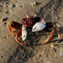 A Crab