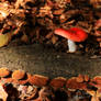 Red-capped russula