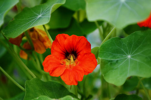 Tropaeolum majus