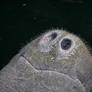 The nose