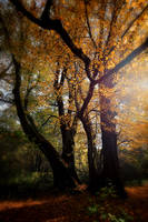 Mystical Forest