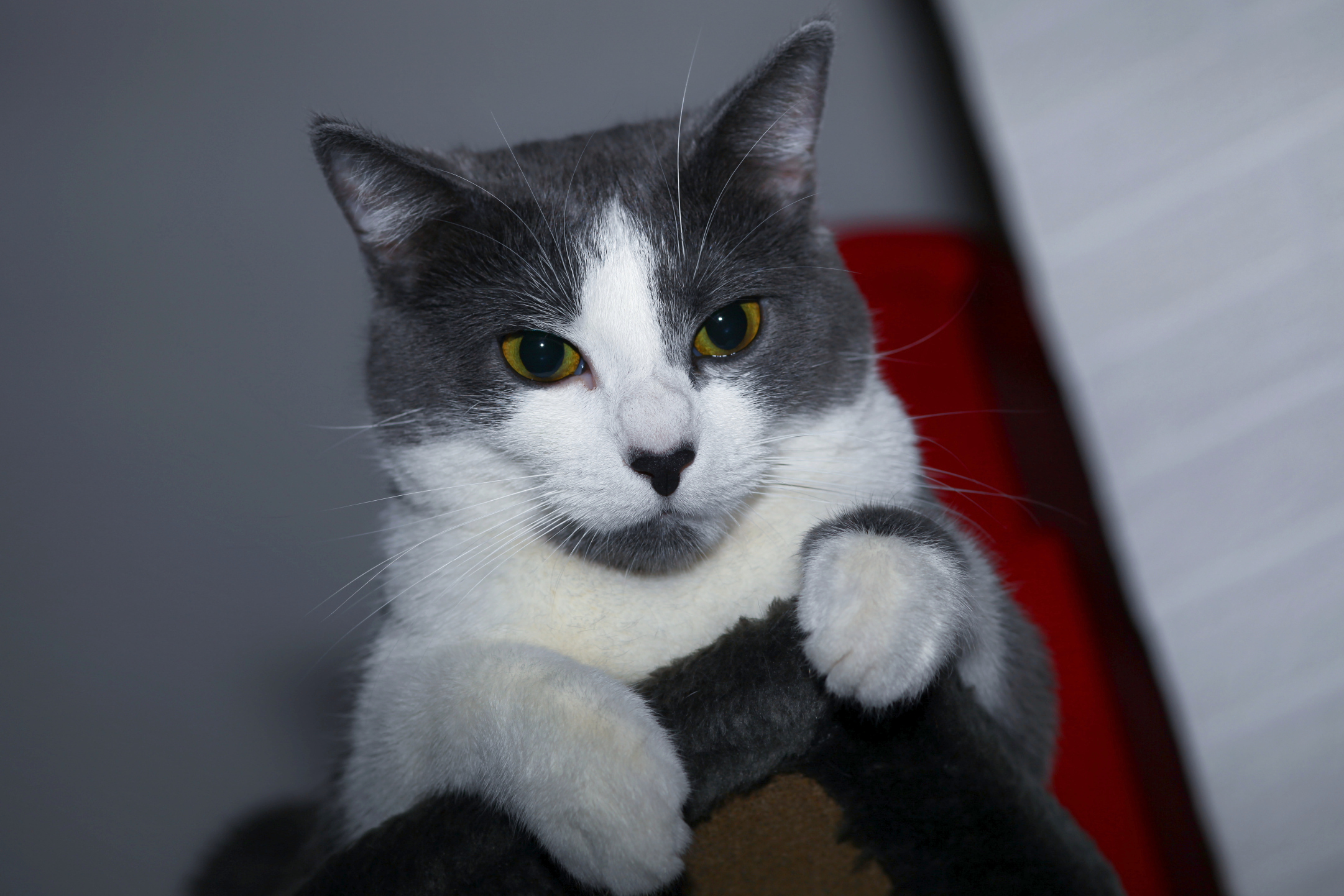 My Cat by Laura-B-R on DeviantArt