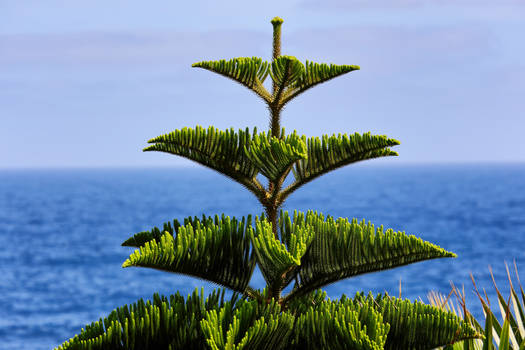 Araucaria