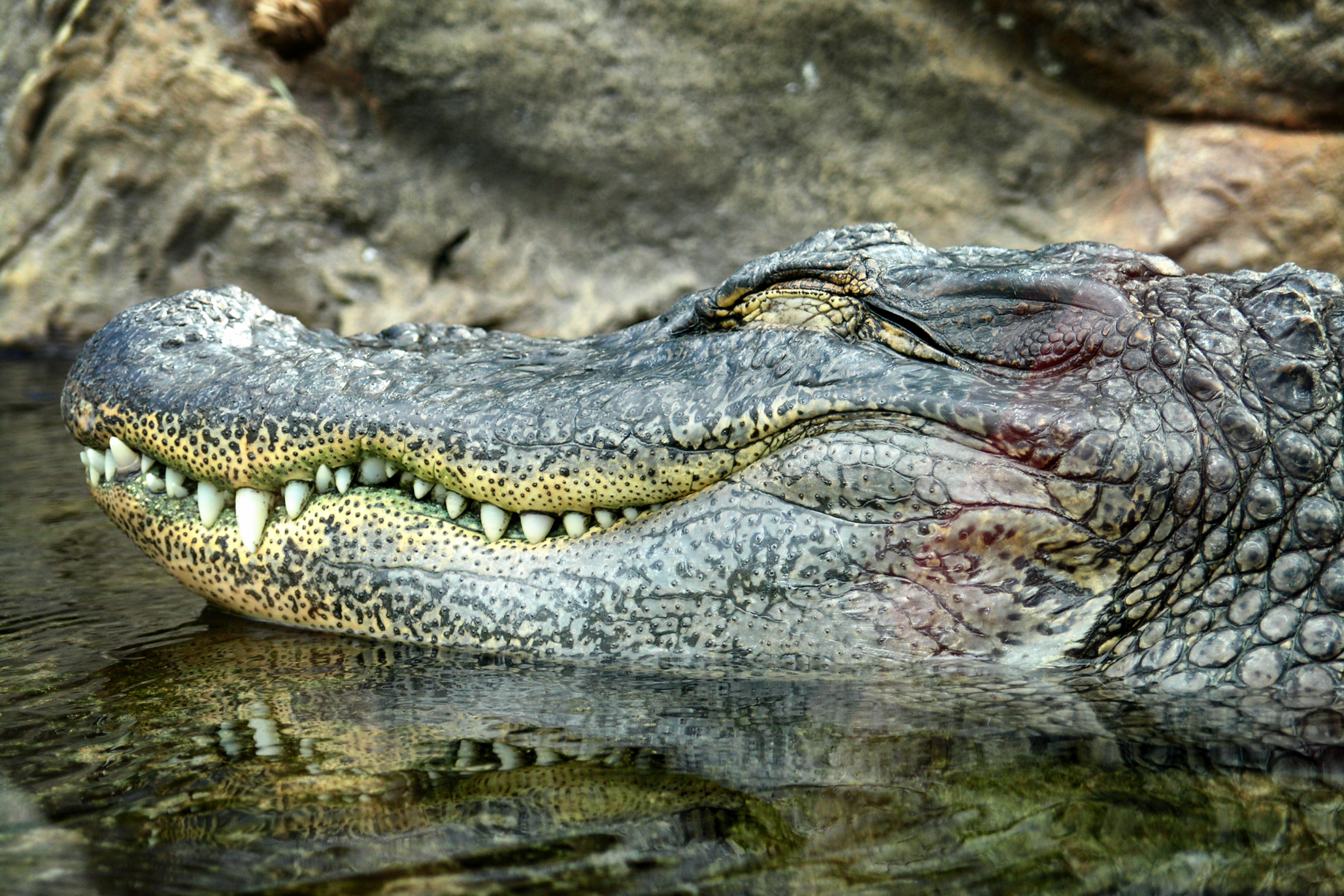 Crocodile