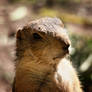 European Ground Squirrel