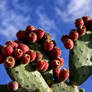 Opuntia