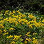 Caltha palustris